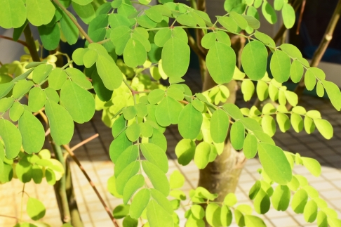 繧ゅj繧薙′繧√sシ5譚滂シ会シ繝「繝ェ繝ウ繧ャ闌カ繧サ繝繝