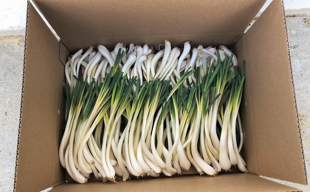 【令和8年3月頃発送】島らっきょう4ｋｇ(皮処理済）