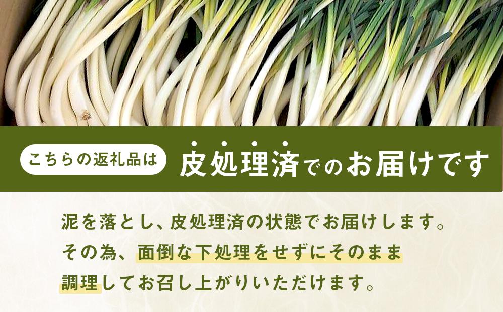 【先行予約】島らっきょう☆4kg(皮処理済)与論の味をご家庭で(令和7年4月から順次発送)