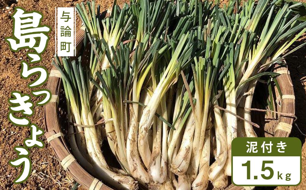 【先行予約】島らっきょう☆1.5kg(泥付)与論の味をご家庭で(令和7年4月から順次発送)