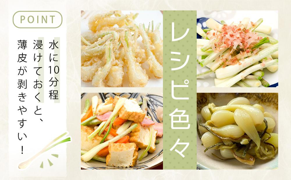 【令和8年3月頃発送】島らっきょう1.5ｋｇ(泥付き）