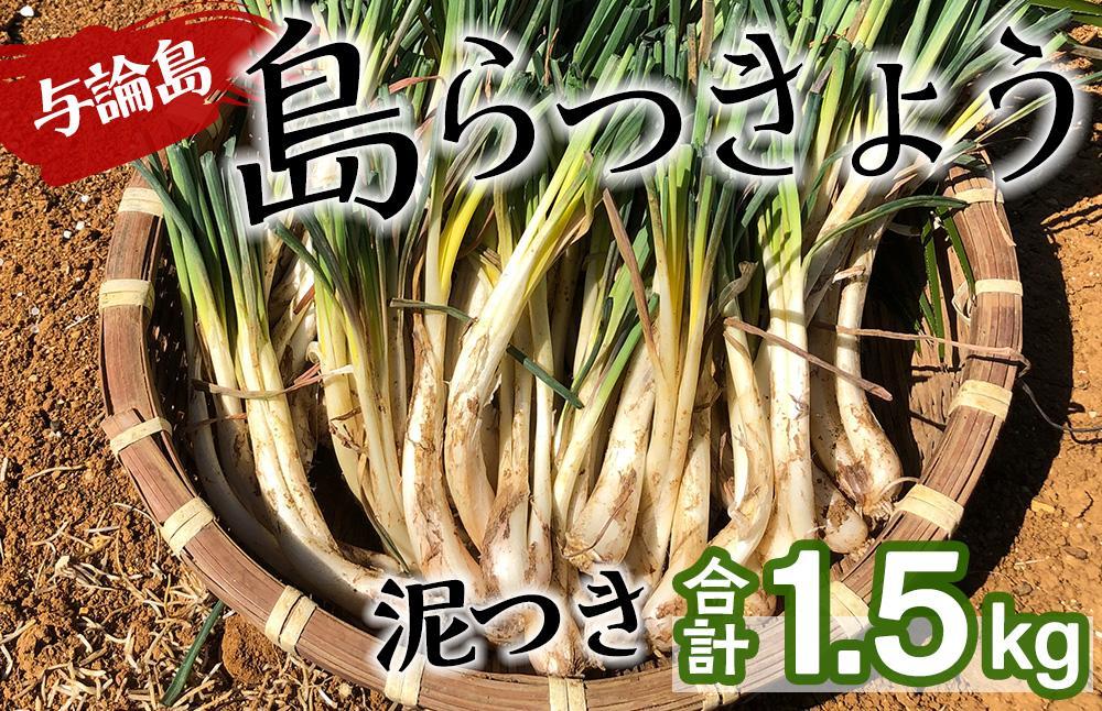 【先行予約】島らっきょう☆1.5kg(泥付)与論の味をご家庭で(令和7年4月から順次発送)