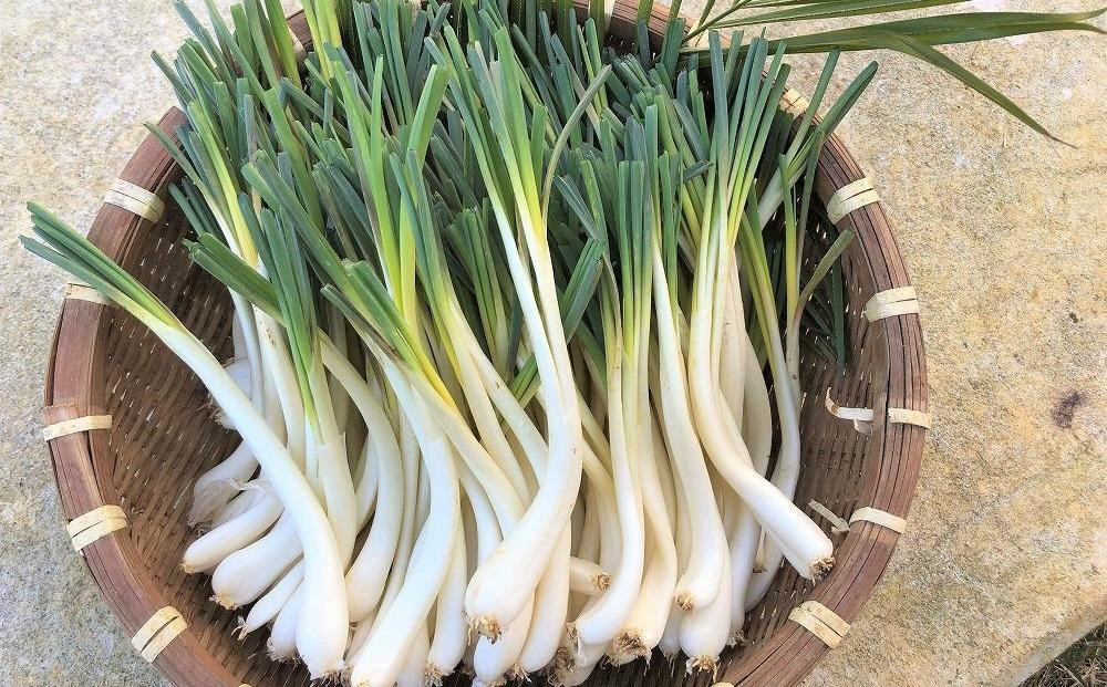 【令和8年3月頃発送】島らっきょう2ｋｇ(皮処理済）