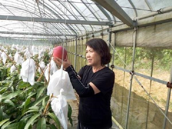 【数量限定】鹿児島 与論島アップルマンゴー特A秀品３個約１kg 化粧箱入り【先行予約】