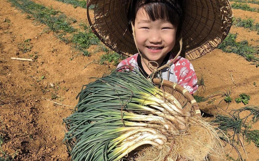 【先行予約】島らっきょう☆1kg(皮処理済)与論の味をご家庭で(令和7年4月から順次発送)