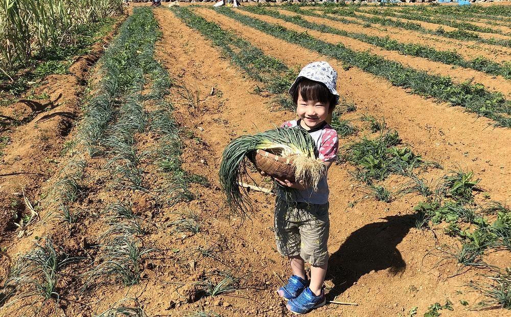 【先行予約】島らっきょう☆1.5kg(泥付)与論の味をご家庭で(令和7年4月から順次発送)