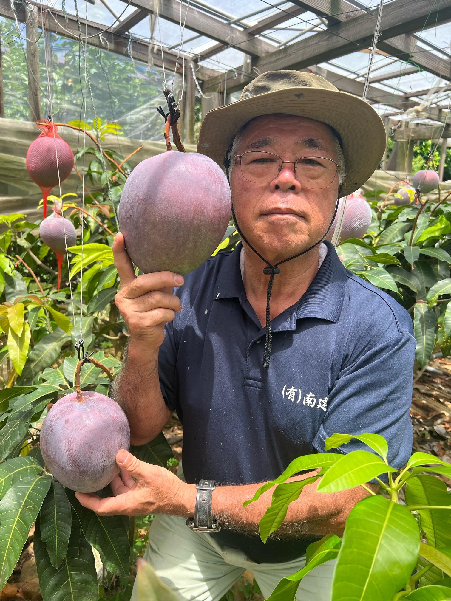 【2026年8月中旬より発送】【先行予約】1玉で1kg前後！糖度14度！『紅』キーツマンゴー約2kg（2玉）