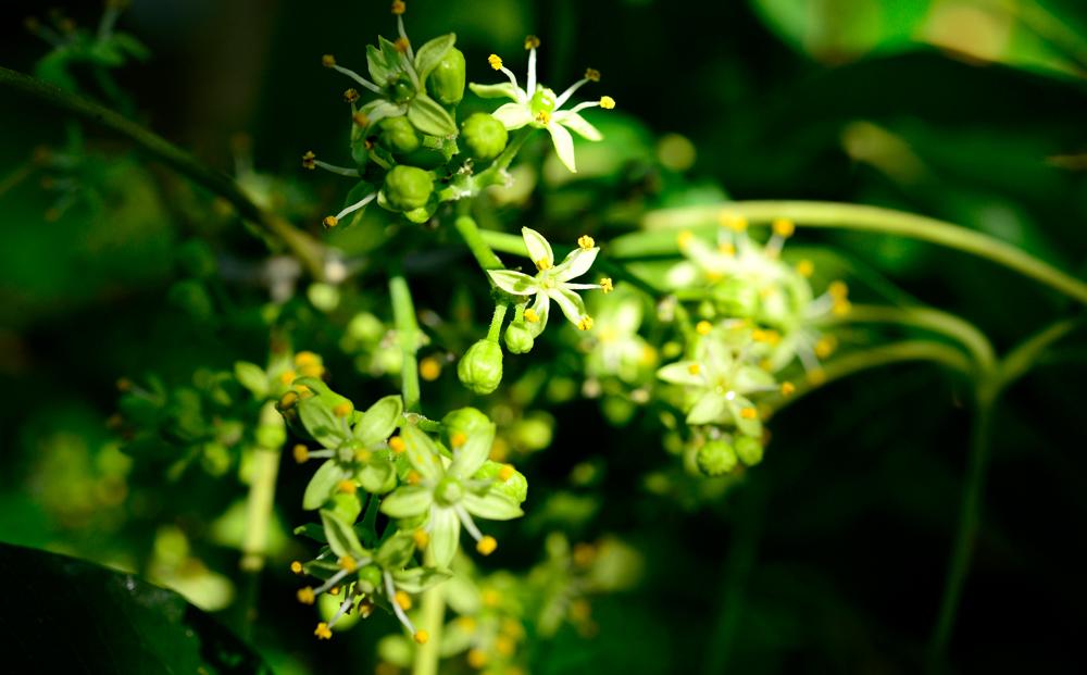 ãå
è¡äºçŽãåžå°ïŒããŸïœãååœã®ãªã³ãŽããã¯ã€ããµããã1kgïŒ3ïœ6åïŒ