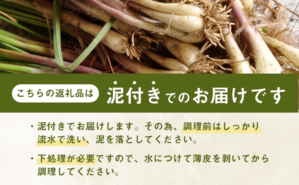 【先行予約】島らっきょう☆1.5kg(泥付)与論の味をご家庭で(令和7年4月から順次発送)