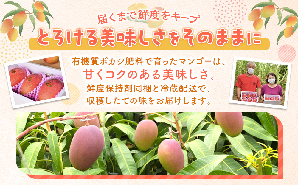 ãæ°ééå®ã鹿å
å³¶ äžè«å³¶ã¢ããã«ãã³ãŽãŒç¹Aç§åïŒåçŽ2kg åç²§ç®±å
¥ããå
è¡äºçŽã