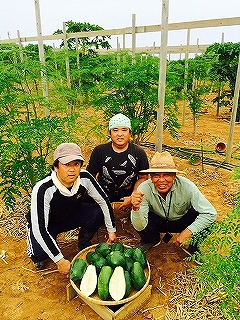 モリンガ鬱金（粒）、モリンガ茶セット