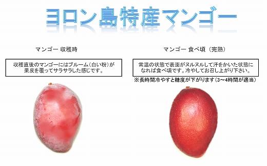 【2025年7月下旬より発送】【先行予約】平均糖度13度以上！アップルマンゴー約2kg（4~5玉）