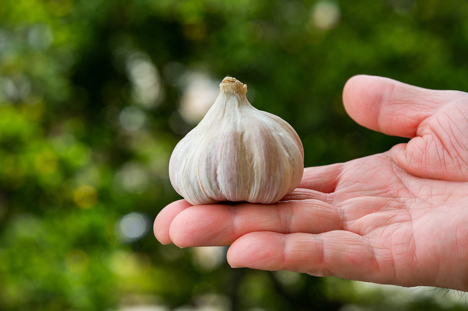 沖繩県産やんばる若鶏の丸焼き ハイグレードローストチキン しおコショウ味 (1羽) ちょっとぜいたく チキンハウス 鶏肉 肉 にく 丸焼き 青森産ニンニク オリーブオイルを使用 ギフト お祝い パーティ 沖縄県 那覇市