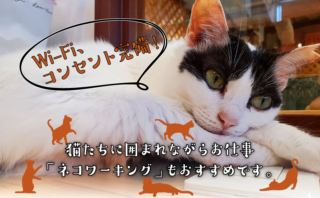 沖縄県 宜野湾市 沖縄保護猫カフェふれあい体験120分ペアチケット(ドリンク+おやつ体験付) | ねこ 応援 | 保護猫とつながるカフェ＆ショップ Nouvelle Vague（ヌーベルバーグ）| 送料無料