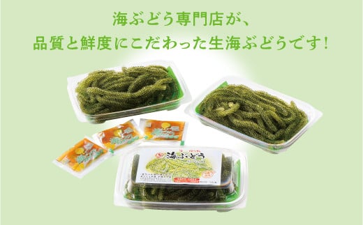 【沖縄県産】 生海ぶどう 100g×3パックセット 専用タレ付き | 島食専門店kinchanchi 金ちゃんちの海ぶどう| 鮮度抜群！プチプチ食感。
