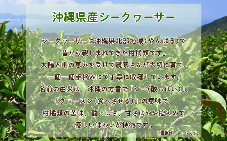 沖縄 シークヮサーパウダー 2袋セット 1袋160g (約20杯分) | 沖縄ウコン堂 国産製造 沖縄県産 | ノビレチン クエン酸 ビタミンC 人工甘味料不使用 健康 美容 | お手軽 ジュース パウダー 粉末 | 沖縄県 宜野湾市 送料無料