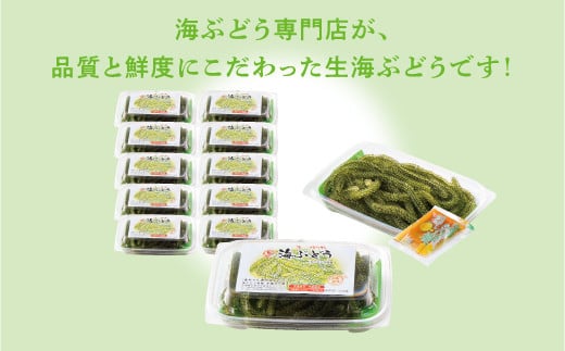 【沖縄県産】生海ぶどう 100g × 10パック セット 専用タレ付き 沖縄県産 | 島食専門店kinchanchi 金ちゃんちの海ぶどう| 鮮度抜群！プチプチ食感。