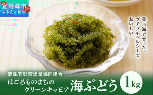 【はごろものまちのグリーンキャビア】海ぶどう（1kg） | その日に摘み取った新鮮な海ぶどう