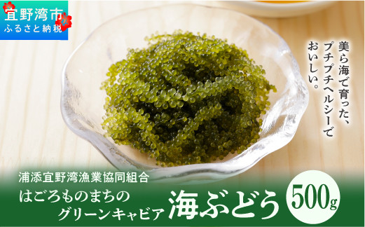 【はごろものまちのグリーンキャビア】海ぶどう（500g） | その日に摘み取った新鮮な海ぶどう