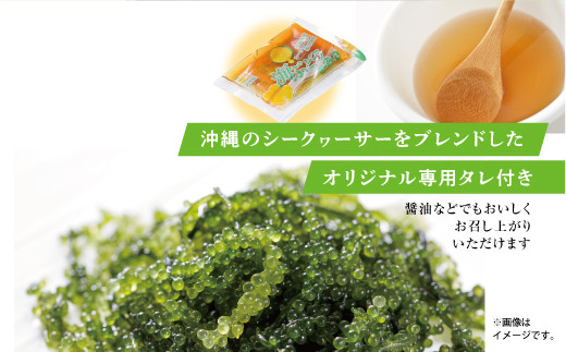 【沖縄県産】生海ぶどう 500g 専用タレ付き | 島食専門店kinchanchi 金ちゃんちの海ぶどう| 鮮度抜群！プチプチ食感。