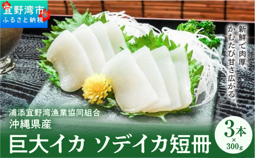 【沖縄県産 巨大イカ】ソデイカ短冊 | 宜野湾漁港で水揚げ