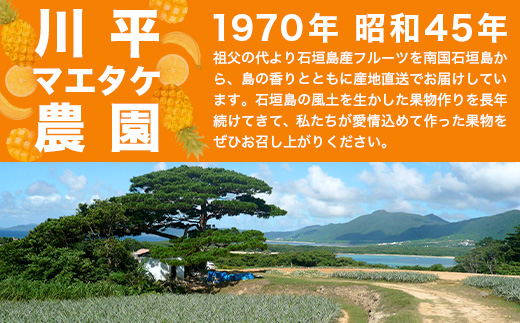 【予約受付】パールパイン1ｋｇ（1～2玉）お勧め♪川平パイン《2025年7月～8月頃順次発送》KN-2