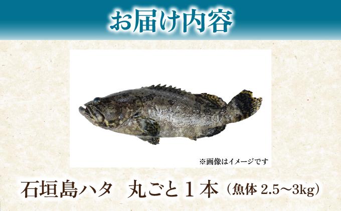 石垣島 ハタ 丸ごと1本 | 勝水産 ミーバイ ヤイトハタ 沖縄県石垣市 石垣 沖縄 石垣市 石垣島 KS-13