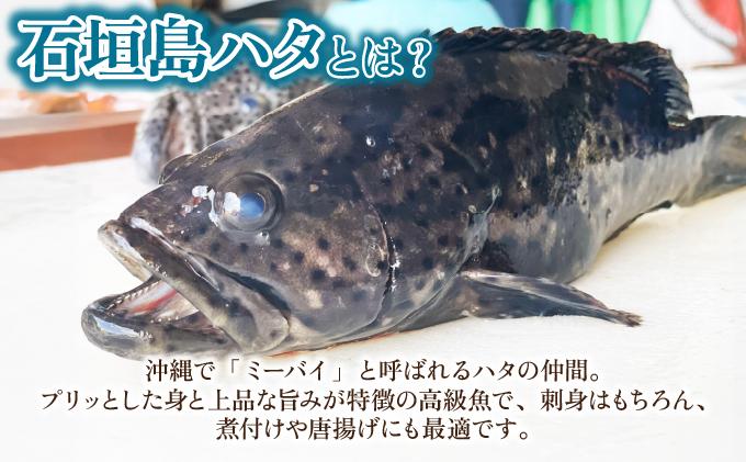 石垣島 ハタ 丸ごと1本 | 勝水産 ミーバイ ヤイトハタ 沖縄県石垣市 石垣 沖縄 石垣市 石垣島 KS-13