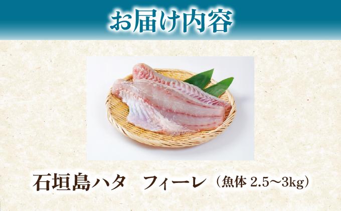 遏ウ蝙」蟲カ 繝上ち 繝輔ぅ繝シ繝ャ | 蜍晄ーエ逕」 繝溘シ繝舌う 繝、繧、繝医ワ繧ソ 豐也ク逵檎浹蝙」蟶 遏ウ蝙」 豐也ク 遏ウ蝙」蟶 遏ウ蝙」蟲カ KS-14