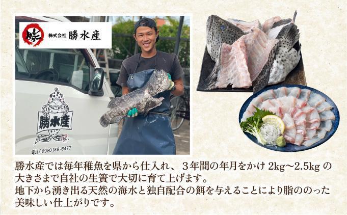 石垣島 ハタ ハーフフィーレ | 勝水産 ミーバイ ヤイトハタ 沖縄県石垣市 石垣 沖縄 石垣市 石垣島 KS-15