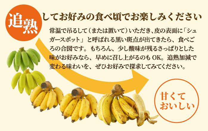 ＜訳あり＞ 大満足！石垣島産バナナ3房 ＜2026年6～10月発送＞ KP-022