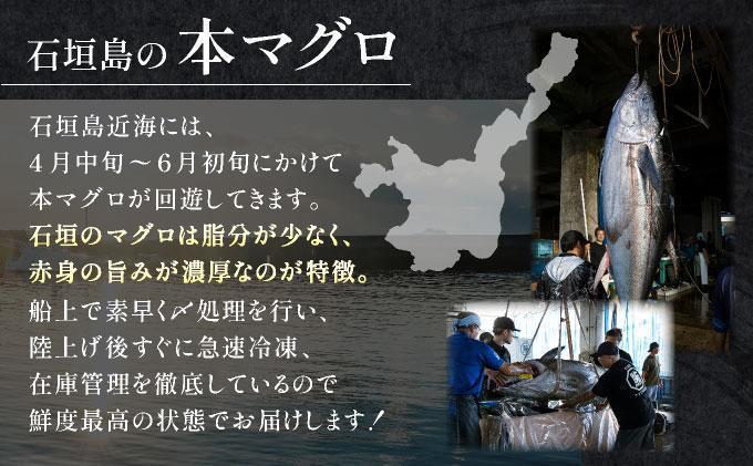 【数量限定】石垣島産 天然本マグロ 大トロ 約400g ヤエスイ マグロ船直送 ＜2025年6月下旬より発送＞ | 産地直送 大トロ 大とろ 国産 まぐろ 鮪 天然 赤身 魚 お刺身 本まぐろ マグロ 沖縄県 沖縄 琉球 八重山 八重山諸島 石垣島 石垣 石垣島産