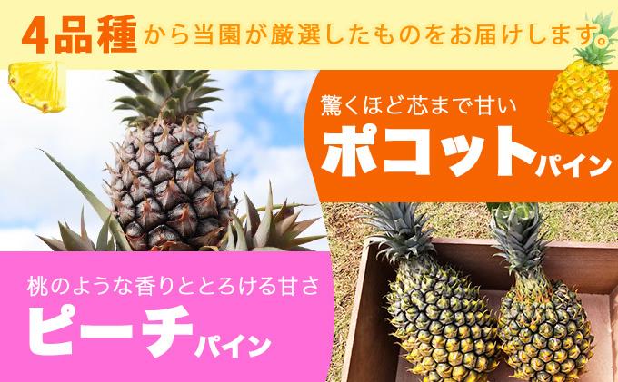 KABIRA パイナップル 訳あり ご家庭用 約3kg 4種のパインからお任せ ＜2026年6月から発送＞ | 石垣 パイン  MF-002