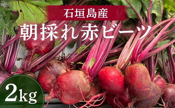 石垣島産 赤ビーツ 2kg ＜2026年1月以降発送＞ | 朝採れ 沖縄県 石垣市 石垣 産地直送 ビーツ 赤ビーツ