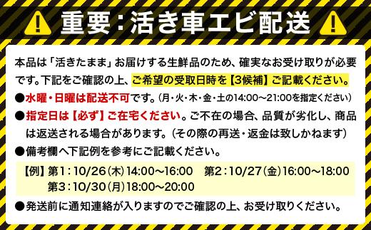 活車えび 1kg【季節限定】50尾前後 沖縄県 石垣島 石垣市 活き くるまえび 車エビ BE-3