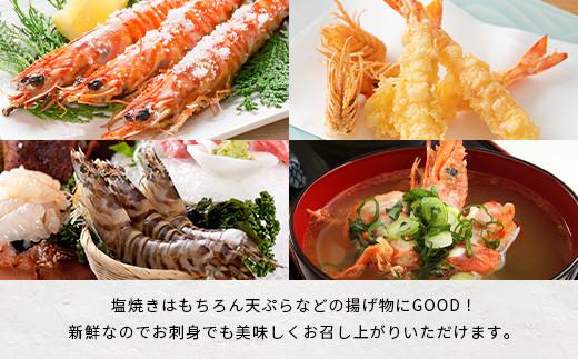 活車えび 1kg【季節限定】50尾前後 沖縄県 石垣島 石垣市 活き くるまえび 車エビ BE-3