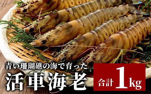 活車えび 1kg【季節限定】50尾前後 沖縄県 石垣島 石垣市 活き くるまえび 車エビ BE-3