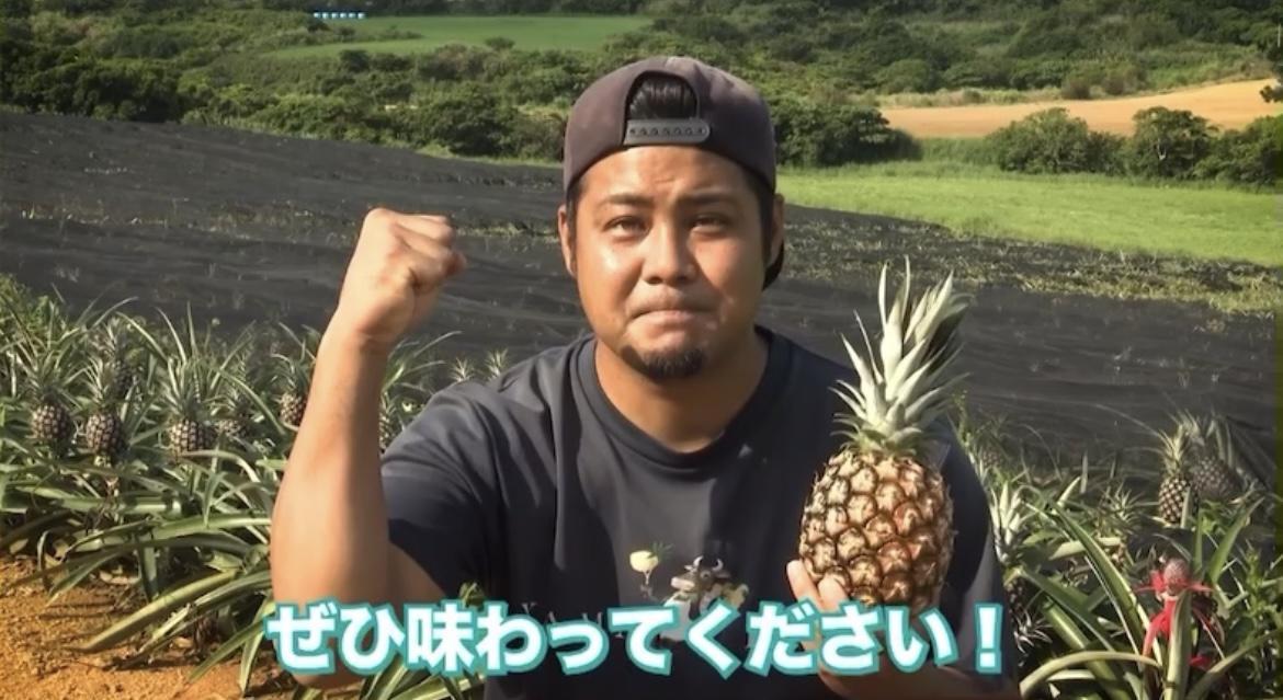 ＜先行予約＞ 農家直送！石垣島産 ポコットパイン 3個セット 約3.5kg ＜2026年3月下旬発送＞ | パイナップル パイン 沖縄県 石垣市 石垣島 南国 フルーツ 果物 季節限定 YE-002