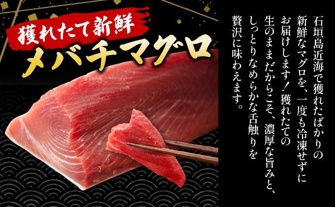 石垣島産 生メバチマグロ 極上 赤身柵 200g～300g×2本 約500g | マグロ 鮪 沖縄県 石垣市 送料無料 天然 まぐろ メバチマグロ めばちまぐろ 刺身 お刺身 冷蔵 ヤエスイ マグロ船直送