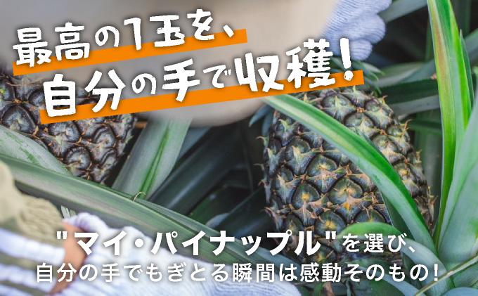 畑でパインの収穫体験 人生で一番おいしいパインを食べよう！ | 沖縄 石垣 パイナップル パイン 収穫体験