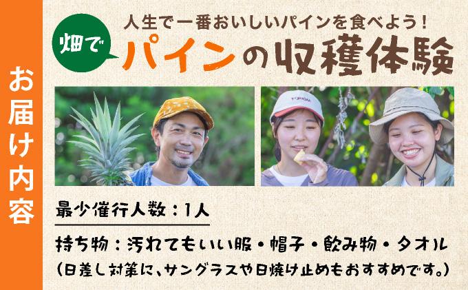 畑でパインの収穫体験 人生で一番おいしいパインを食べよう！ | 沖縄 石垣 パイナップル パイン 収穫体験