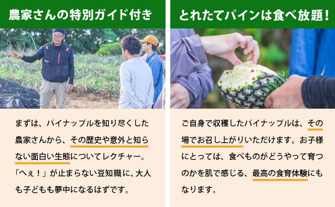 畑でパインの収穫体験 人生で一番おいしいパインを食べよう！ | 沖縄 石垣 パイナップル パイン 収穫体験