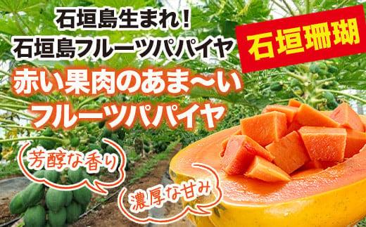 フルーツパパイヤ 3kg | パパイヤ フルーツパパイヤ 果物 くだもの フルーツ 果実 国産  沖縄県 沖縄 石垣 石垣島 石垣市