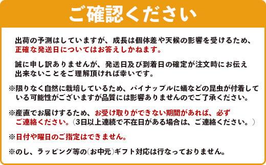 ＜期間限定 春フェア＞《2026年5月以降順次発送》[先行予約] お試し用 幻のパイナップル ホワイトココ 1玉  [マツコの知らない世界で絶賛] | 沖縄 石垣島 石垣 八重山 パイン パイナップル 期間限定 数量限定 TV テレビ 紹介 マツコ