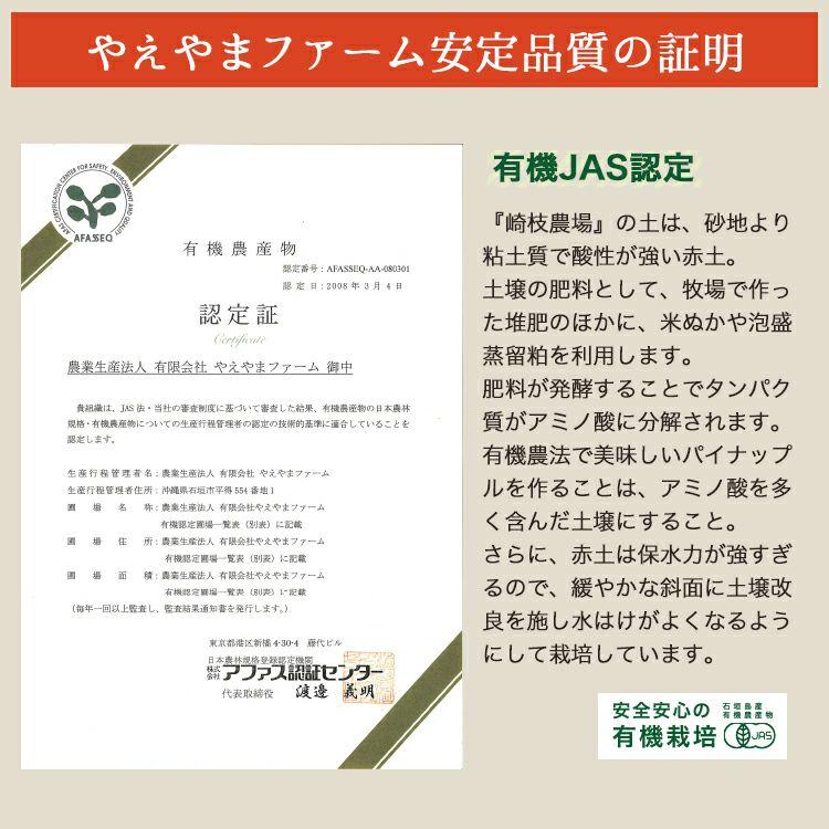 ＜先行予約＞【訳アリ】石垣島産有機パイナップル 約2.8kg(2～5玉) | 沖縄県 石垣市 石垣島 南国 フルーツ 果物 季節限定 パイン
