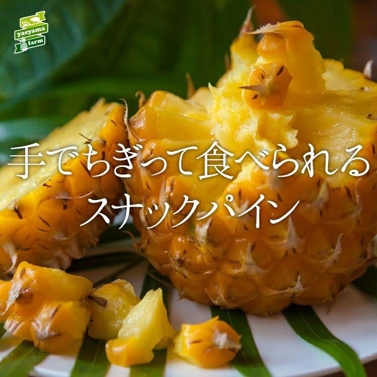 ＜先行予約＞ 石垣島産 スナックパイン ボゴール種 約2.8kg(2～4玉) | 沖縄県 石垣市 石垣島 南国 フルーツ 果物 季節限定 パイン