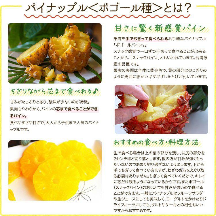 ＜先行予約＞ 石垣島産 スナックパイン ボゴール種 約2.8kg(2～4玉) | 沖縄県 石垣市 石垣島 南国 フルーツ 果物 季節限定 パイン