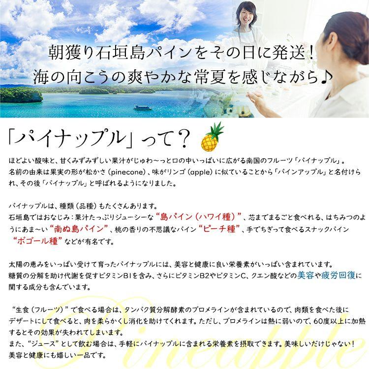＜先行予約＞ 【訳アリ】石垣島産パイナップル 約2.8kg(2～5玉)| 沖縄県 石垣市 石垣島 南国 フルーツ 果物 季節限定 パイン