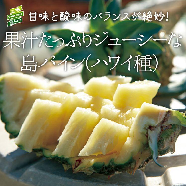 ＜先行予約＞ 石垣島産パイナップル 島パイン・ハワイ種 約2.8kg(2～4玉) | 沖縄県 石垣市 石垣島 南国 フルーツ 果物 季節限定 パイン