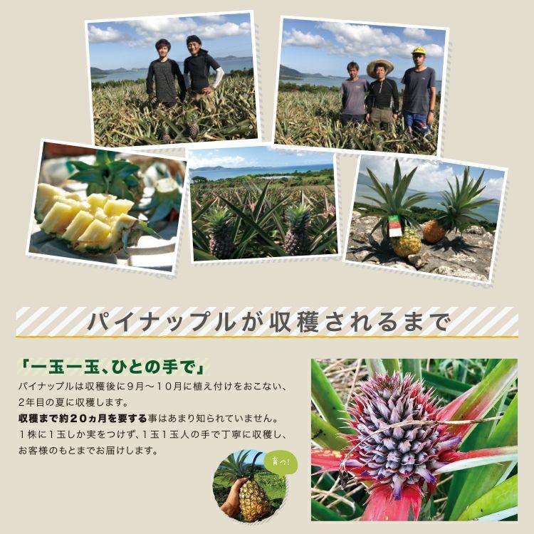 ＜先行予約＞ 石垣島産パイナップル 島パイン・ハワイ種 約2.8kg(2～4玉) | 沖縄県 石垣市 石垣島 南国 フルーツ 果物 季節限定 パイン